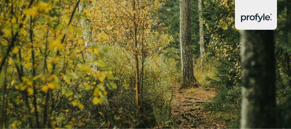 A beautiful British forest