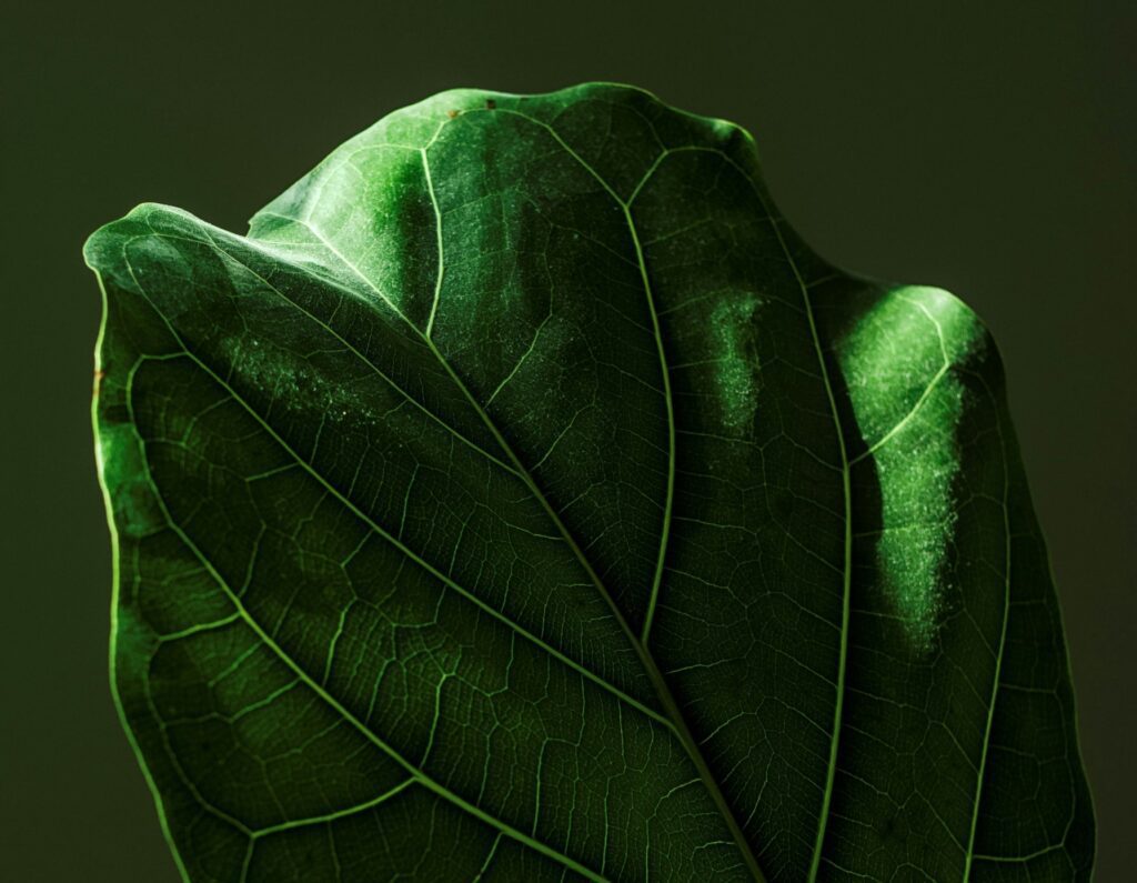 Greenwashing