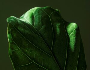 Greenwashing