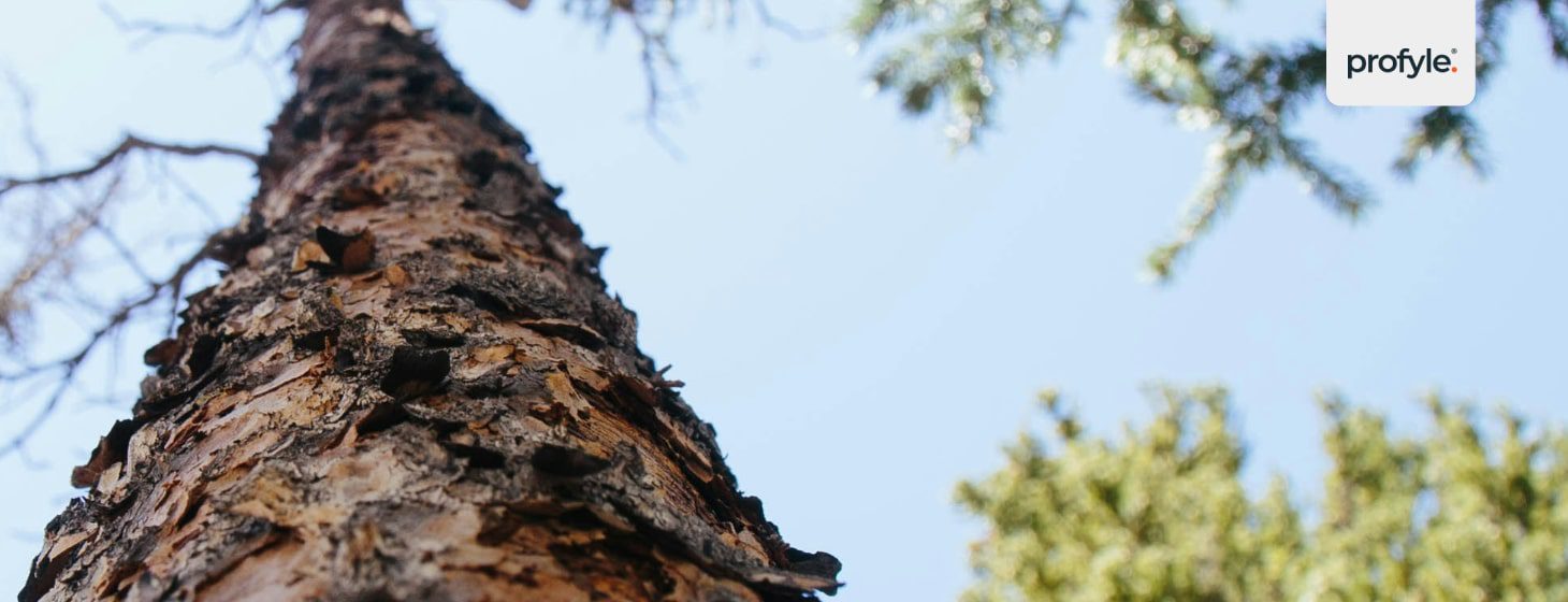 A tree in an European forest